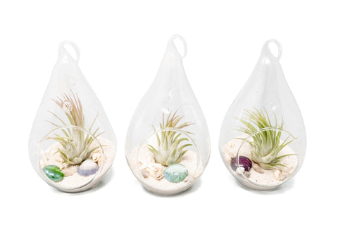Teardrop Beach Terrariums Set of 3 or 6