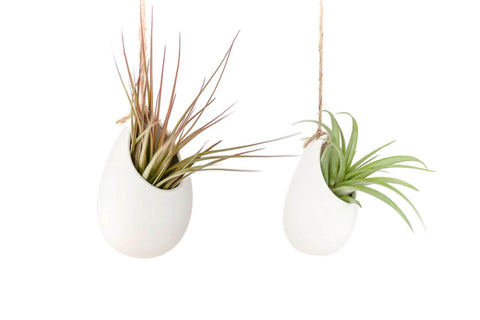 Large Ivory Ceramic Vases with Air Plants