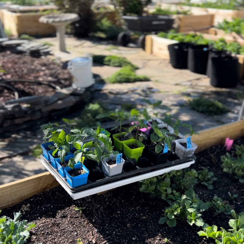 Load image into Gallery viewer, Seed Starter Pots - 2.5" Extra Strength
