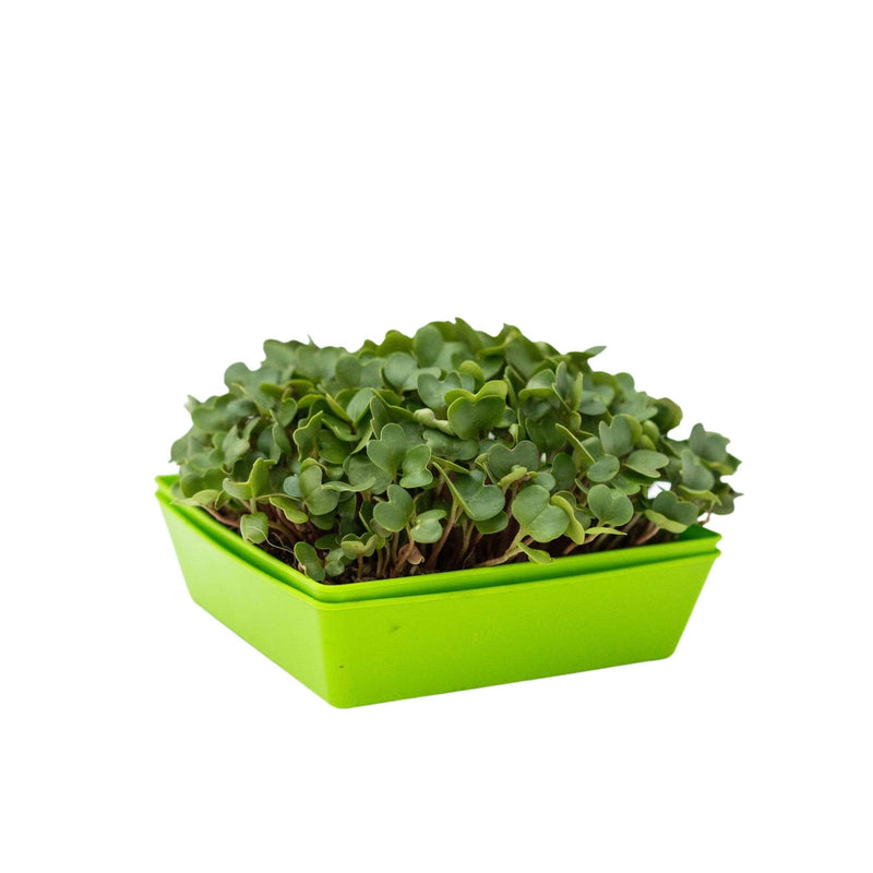 Load image into Gallery viewer, 5X5 Extra Strength Shallow Microgreen Trays
