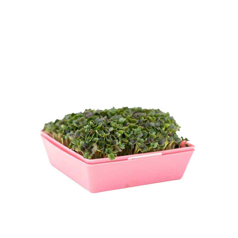 Load image into Gallery viewer, 5X5 Extra Strength Shallow Microgreen Trays
