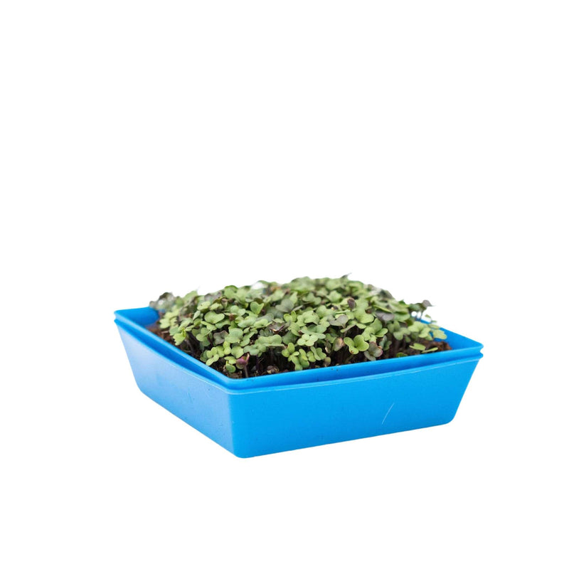 Load image into Gallery viewer, 5X5 Extra Strength Shallow Microgreen Trays
