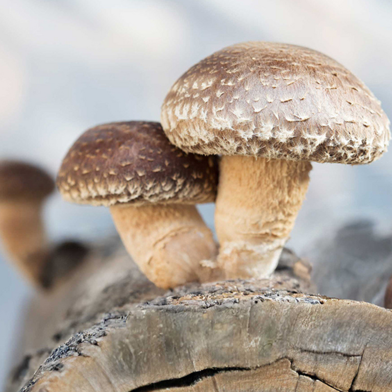 Load image into Gallery viewer, Shiitake Mushroom Outdoor Log Starter Kit

