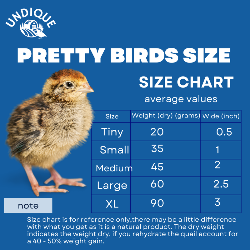 Load image into Gallery viewer, Whole Quail Chick for Carnivore Pets - Natural Prey Feeding - Quality Protein Source Medium Size Chicks 5 Count
