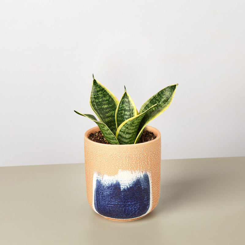 Load image into Gallery viewer, Snake Plant 'Laurentii Dwarf'
