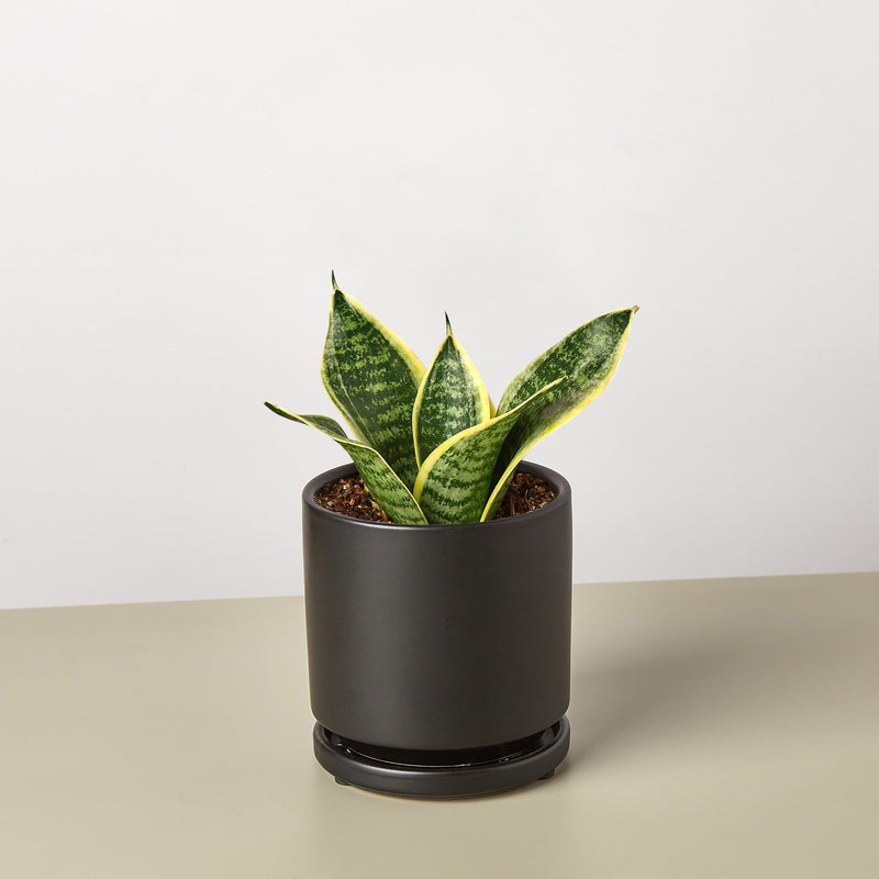 Load image into Gallery viewer, Snake Plant 'Laurentii Dwarf'
