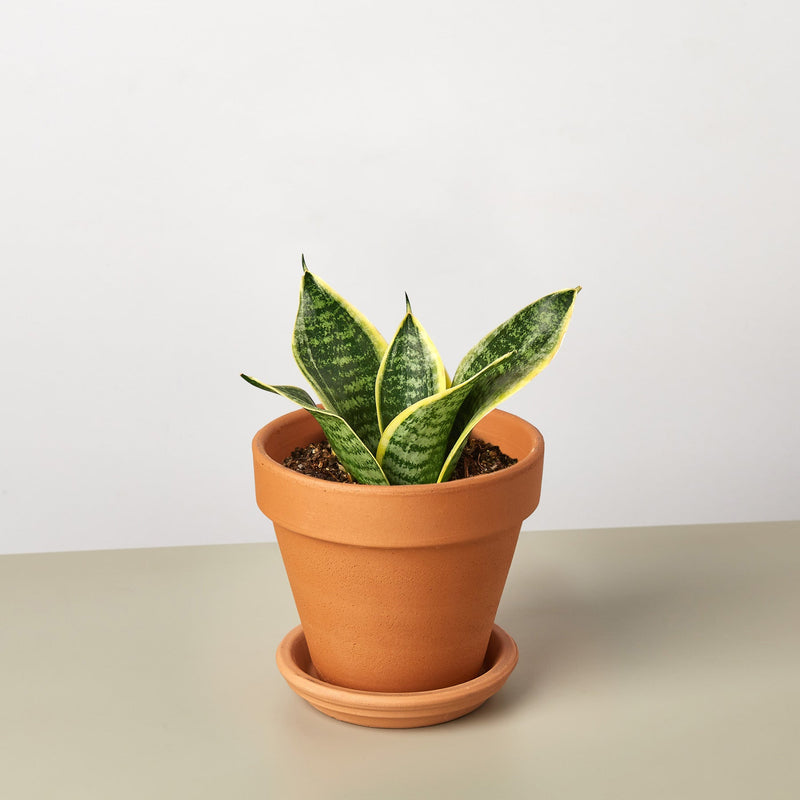 Load image into Gallery viewer, Snake Plant 'Laurentii Dwarf'

