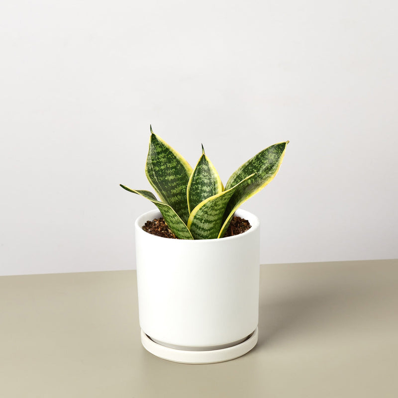 Load image into Gallery viewer, Snake Plant 'Laurentii Dwarf'
