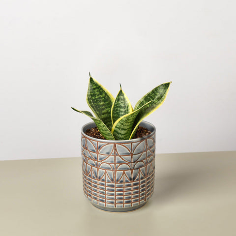 Snake Plant Laurentii Dwarf