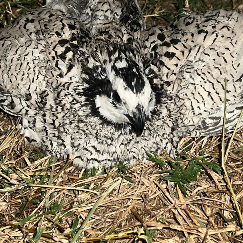 Load image into Gallery viewer, Rare Snowflake Bobwhite Quail Hatching Eggs
