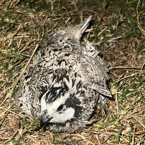 Quail hatching eggs, detail view