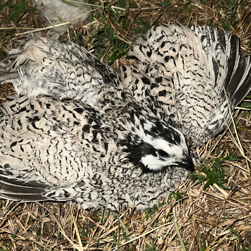 Load image into Gallery viewer, Rare Snowflake Bobwhite Quail Hatching Eggs

