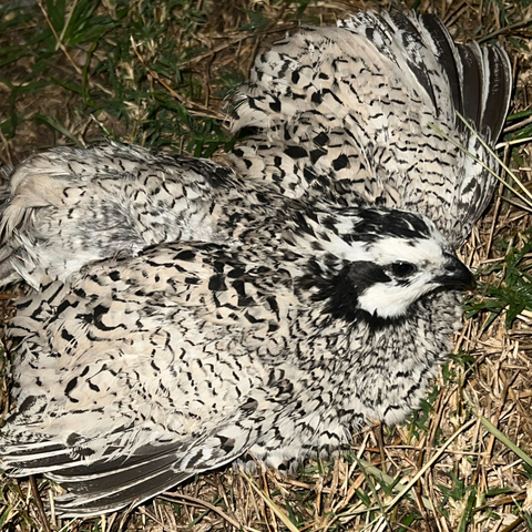 Rare Snowflake Bobwhite quail hatching eggs