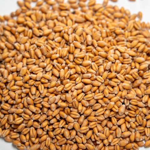 Soft Red Winter Wheat Seed, Organic, Glyphosate Free, Non GMO, additional product view 2