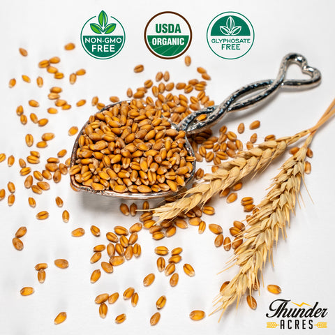 Soft red winter wheat seed, also sold as wheat berries.
