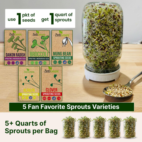 Organic 5 Variety Pack of Fresh Sprouting Seeds, additional product view 2