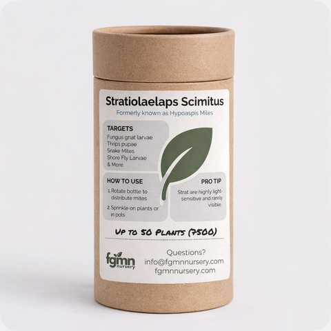 Stratiolaelaps scimitus soil predatory mites for fungus gnat larvae.