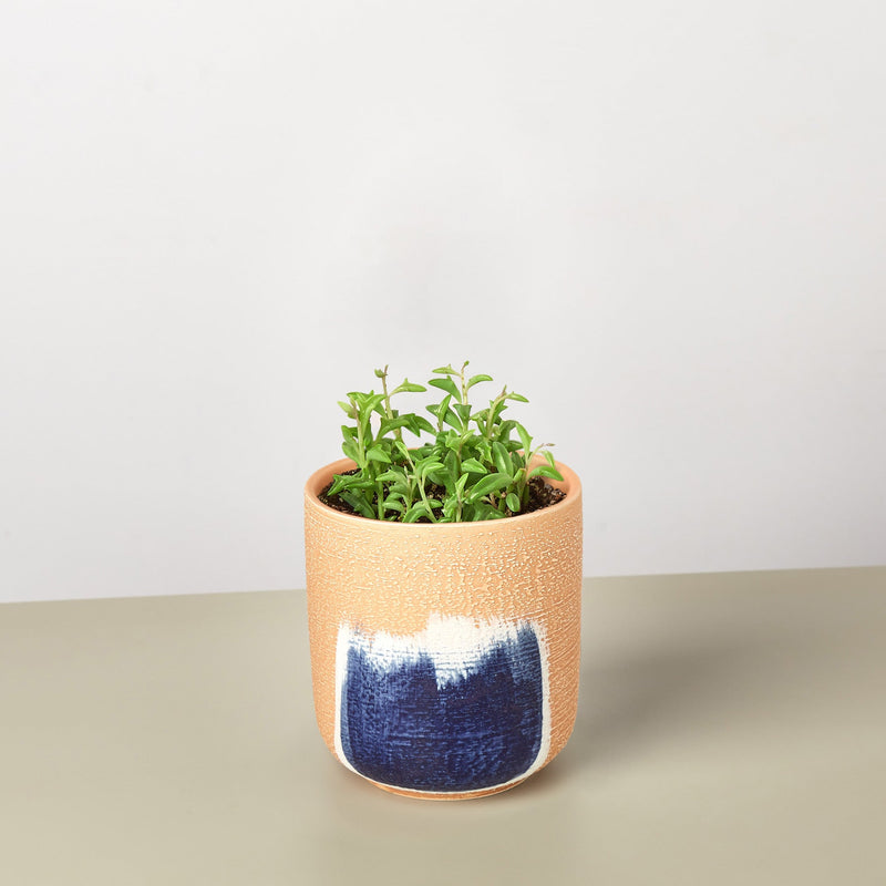 Load image into Gallery viewer, Succulent 'String of Dolphins'
