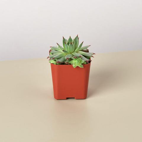 Succulent Variety Packs 2 Inch Pot