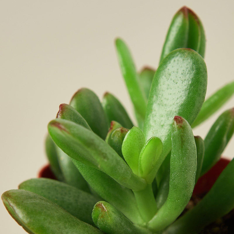 Load image into Gallery viewer, Succulent Crassula 'Jade'
