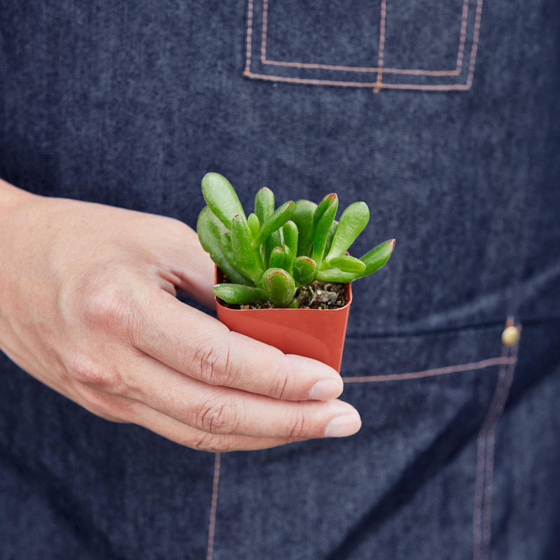 Load image into Gallery viewer, Succulent Crassula 'Jade'

