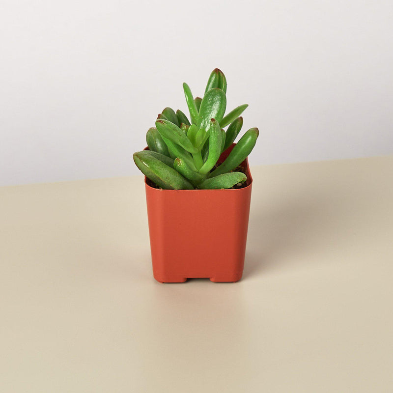 Load image into Gallery viewer, Succulent Crassula 'Jade'
