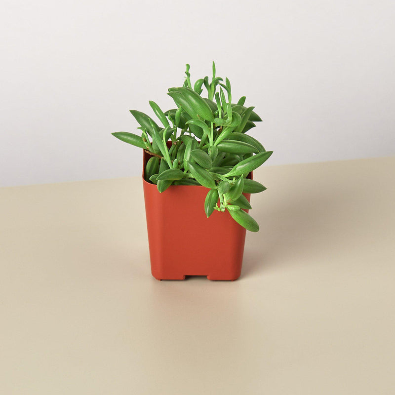 Load image into Gallery viewer, Succulent 'String of Bananas'
