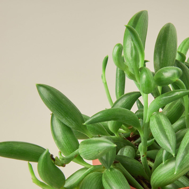 Load image into Gallery viewer, Succulent 'String of Bananas'
