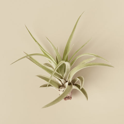 10pk Veluntina Air Plants, additional product view 2