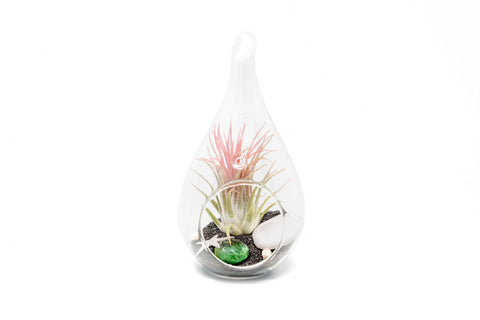 Teardrop Beach Terrariums Black Sand