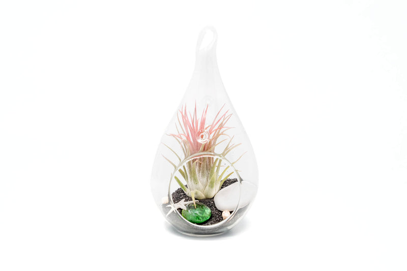 Load image into Gallery viewer, Set of 3 Teardrop Beach Terrariums with Black Sand
