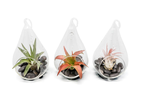 Red Hots Complete Teardrop Terrariums Set