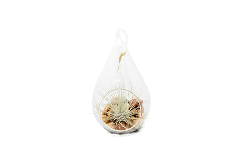 Teardrop Terrarium with Argentea Thin
