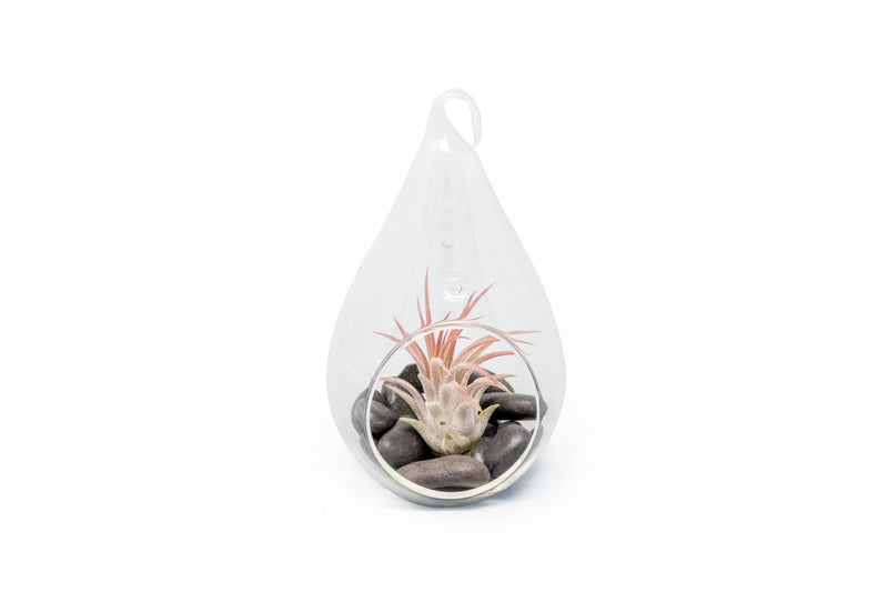 Load image into Gallery viewer, Teardrop Terrarium with Tillandsia Ionantha Fuego &amp; Black Stones
