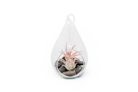 Teardrop Terrarium with Ionantha Fuego