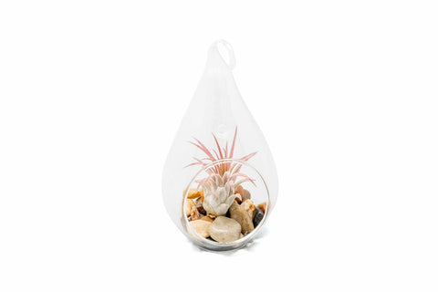 Teardrop Terrarium with Ionantha Guatemala