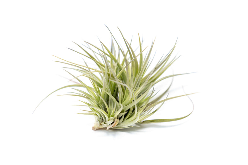 Load image into Gallery viewer, Tillandsia Tenuifolia Air Plant Clumps
