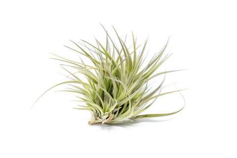Tillandsia Tenuifolia Air Plant Clumps, additional product view 2