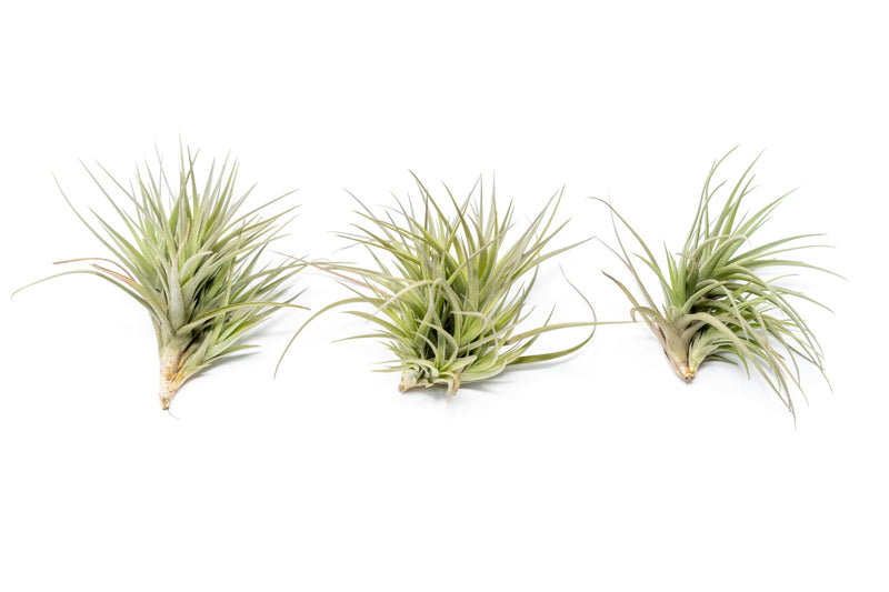 Load image into Gallery viewer, Tillandsia Tenuifolia Air Plant Clumps
