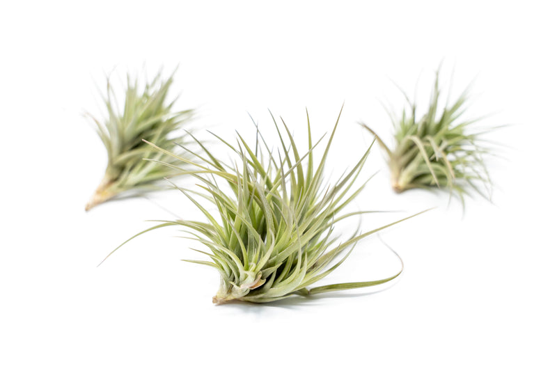 Load image into Gallery viewer, Tillandsia Tenuifolia Air Plant Clumps
