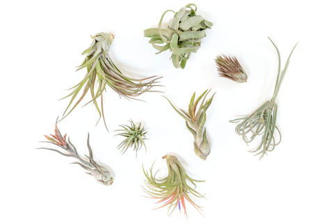 Tillandsia Air Plant Grab Bag Premium Set of 10