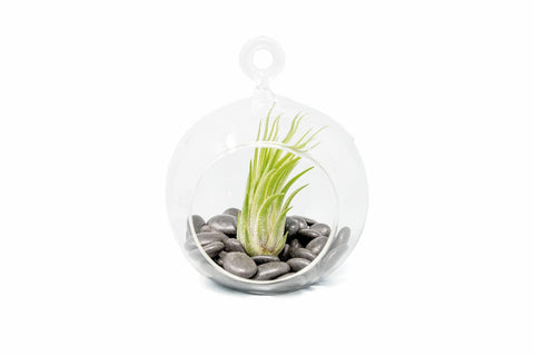 Terrarium Globe Flat Bottom Black Stones