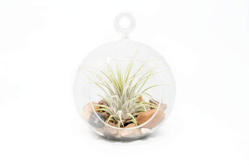 Load image into Gallery viewer, Terrarium Globe with Flat Bottom, Air Plant &amp; River Stones
