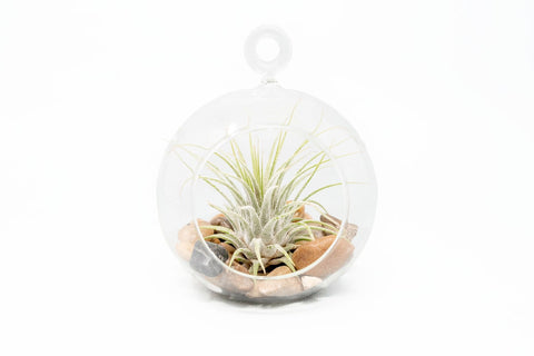 Terrarium Globe Flat Bottom River Stones