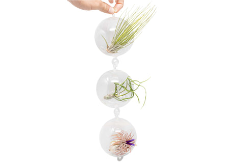 Terrarium Trio Double Hooks Air Plants