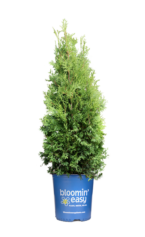 Private Jet Arborvitae