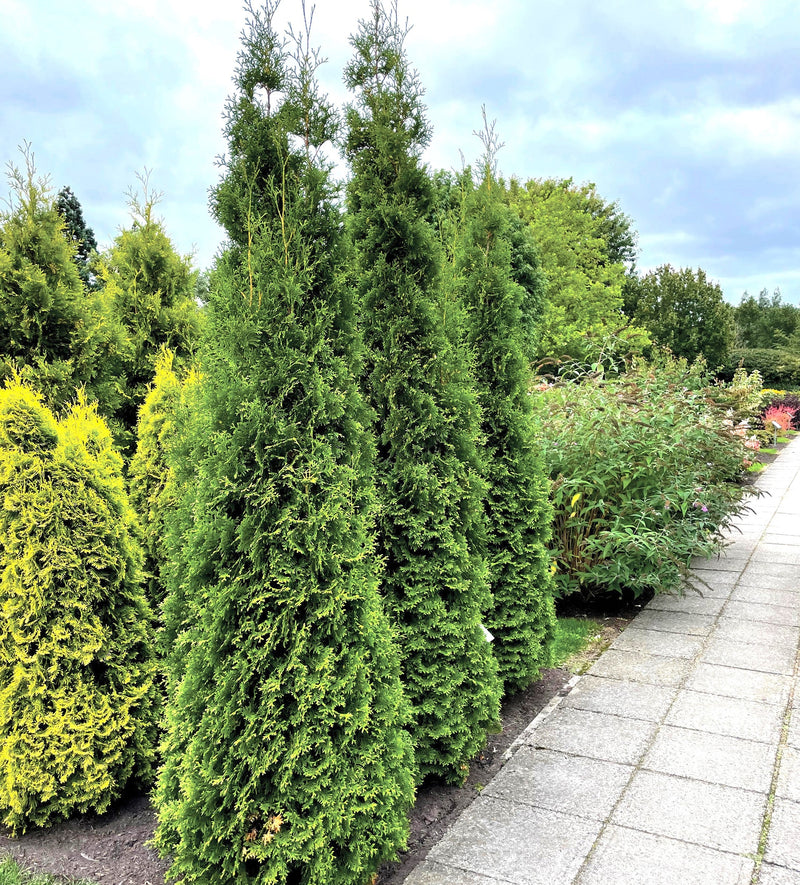 Load image into Gallery viewer, Private Jet™ Arborvitae
