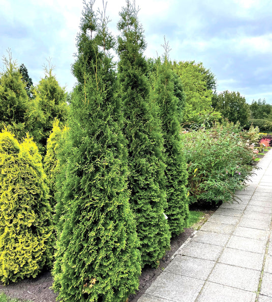 Private Jet™ Arborvitae