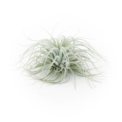 SALE - Tillandsia Tectorum Ecuador Air Plants - Set of 3, 6 or 9 - 25% Off, additional product view 2
