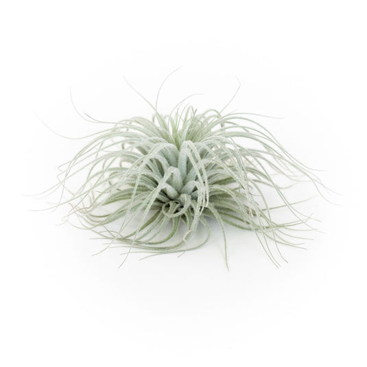 SALE - Tillandsia Tectorum Ecuador Air Plants - Set of 3, 6 or 9 - 25% Off